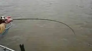 Red River Greenback Guide goes Cattin
