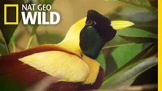 The Stunning Red Bird of Paradise | Wild Indonesia
