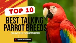 Top 10 Friendliest Pet Birds You Can Keep at Home 🦜 | Find Your Perfect Parrot