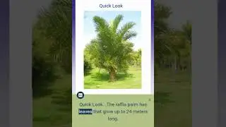 QUICK LOOK || WHICH PLANT HAS THE LARGEST LEAVES??