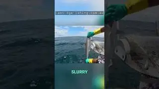 🦈 Ловля акул в Квинсленде - поддержание высокого качества продукции