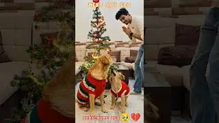 leo is no more 🥺💔 I miss you Leo 😭#sad #viral #leo #ripleo #sadsong @AnantRastogi