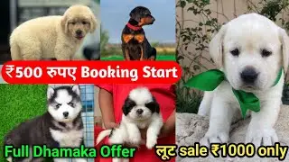 Best Pet Dog Shop In Delhi Ncr | All dogs available | Home delivery | Pom, Husky, labrador,Retriever