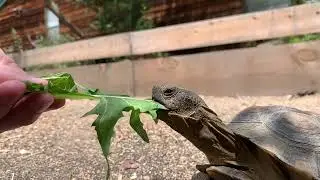 Tortoise and Chill: Slow Motion Tortoise. Petunia eating a Dandelion