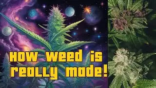 (How Weed is Made) Creating Cannabis in the Industry.