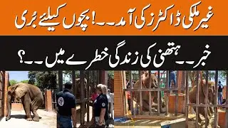 Arrival of Foreign Doctors! | Bad News for Children | Female Elephant Life in Danger? | GNN