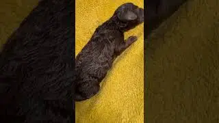 Barboncino marrone. Maschietto appena nato Https://www.allevamentodeicontenero.it #dog #allevamento