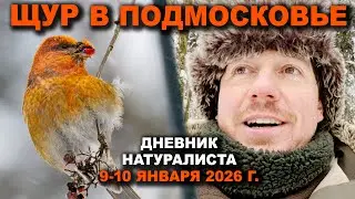 Щур в Подмосковье. 9-10 января 2026 г. Дневник натуралиста