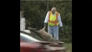 DEAD DEER REMOVAL NY - DEAD ANIMAL REMOVAL - CALL (862) 658-2086