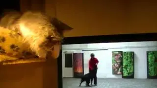 Timber videokijken