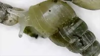 THE BIG WORLD OF small SNAILS