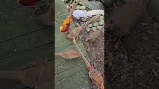 Lady Amherst's pheasant, golden and silver pheasants #aviary #birds #pheasants #pheasant