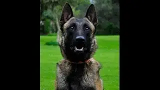 Nitro Belgian drug  Detection dog for sale