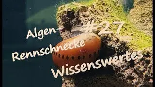 Die Algen-Rennschnecke | Wissenswertes #27