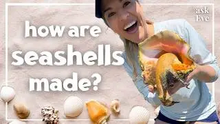 How Are Seashells Made? Fun Ocean Science