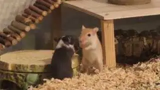 Species Appropriate Gerbil Cage