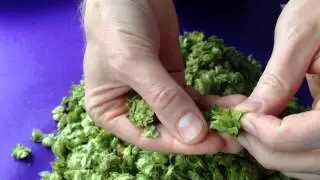 Saint Arnold Czech Saaz Hop Selection