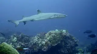 Dive Site 