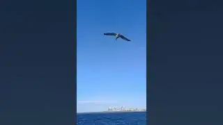 Aerobatic Flying Maneuvers aka Bonjour 8