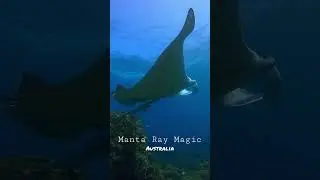 #mantaray #mantarays #australia #underwater #underwaterworld #marinelife #ocean #freedive #sea
