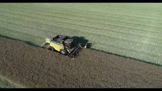 Rapsernte am Klein Lafferder Holz