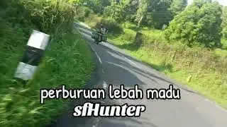 Petualangan perburuan lebah Hutan apisdorsata, gung