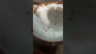 coconut eating ants|best of ants|nature life|earth|insects |insectlife |shortshortsreel|shorts