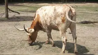 Queens Zoo (Bull)