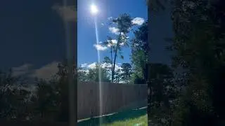 Backyard Sanctuary: The Lord is Peace 