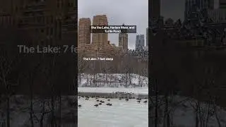 Where do Central Park's Ducks Go in the Winter? #shorts