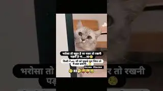 The cute baby cat 😺😊💫 #love💞 #funny😂#video😁#viralmusic💥 #trending 🔥#shorts💯 #ytshorts🤍please subs🙏🙏🙏