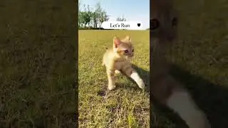 Funny Running Cats Compilation #shorts | Cat Walking #funny #cat