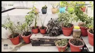 My first vlog 🪴A sunny winter season day  with sunshine ☀️✨🤗🌤️☘️🕊️#youtube #tranding #vlog