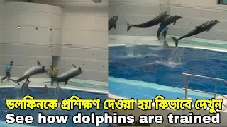 ডলফিনের খেলা দেখুন। Watch the Dolphins play, See how dolphins are trained