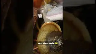 The crucial roles snails play in a healthy ecosystem