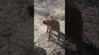 SacGame Kennels 2017