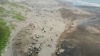 2023/4/23 和泰集團千人淨灘 桃園觀音海岸線 空拍 DJI 0375