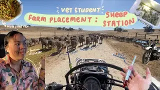 vet school placement: sheep placement // dirt bikes, AI, injuries galore