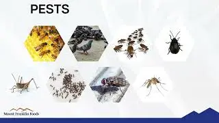6  Pest Control   3 m English