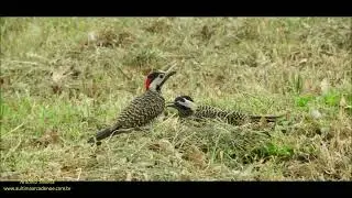 Green-barred Woodpecker feeding juvenile (Colaptes melanochloros) by Antonio Silveira.