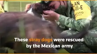 Street dogs find homes, vocations after being rescued by Mexican army