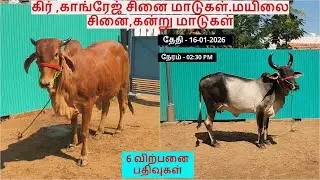 6-விற்பனை பதிவுகள்.கிர் ,காங்ரேஜ் சினை மாடுகள்.மயிலை சினை,கன்று மாடுகள்.