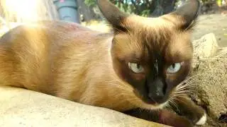 Cat Voice Over ❤️ Siamese Cat Talks to a Stray 💙 #cat #cats
