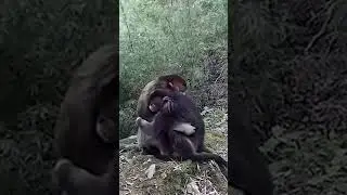 Endangered golden monkeys hug each other #monkey #nature #wildlife