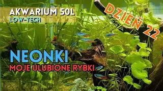 Dzień 22 - Nowi Lokatorzy - Neon Innesa - Co z Glonami? - Akwarium 50l Low-Tech