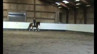 Danhorse/ Lewis 6 &aring;rs vallak