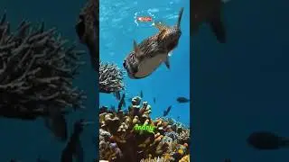 Puff Up: The Incredible Puffer Fish 🐟 #animals #wildlife #nature