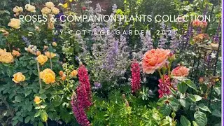 David Austin, Hybrid and English Rose Collection with Companion Plants. 11 June 2025