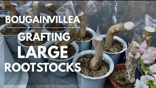 BOUGAINVILLEA GRAFTING IS NOT AN EASY WORK, IT TAKES TIME AND PATIENCE | Mikel Awitan