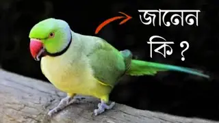 Parrot Facts in Bangla | টিয়া পাখির বুদ্ধিমত্তা ও কথা বলার রহস্য | CreativeLight